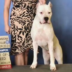 Cutty - Dogo Argentino