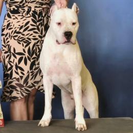 Cutty - Dogo Argentino