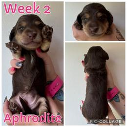 Aphrodite - Chocolate and cream female Dachshund puppy in Michigan from M.H.P Dachshunds