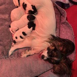 Papillon Puppies from ANTON KOTLJAROV