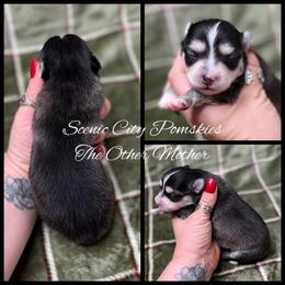 The Other Mother - Black and white female Pomsky puppy in Rossville, Georgia from Scenic City Pomskies