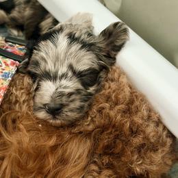 Gustav (Klimt) - Blue merle male Aussiedoodle puppy in Davie, Florida from Miami Mini Doodles