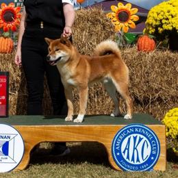 Beni - Shiba Inu