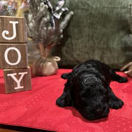 Girl2 - Black female Cockapoo puppy in Mena, Arkansas from Ouachita River Cockapoos