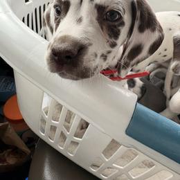 Ariadne - White and liver brown female Dalmatian puppy in Toledo, Ohio from Exquisite Dalmatians & Standard Poodles