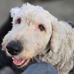 Louise (Squeezie Louisie) - Old English Sheepdog