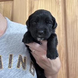 Boy 5 - male Golden Mountain Dog puppy in Wyoming from Great Basin BMD