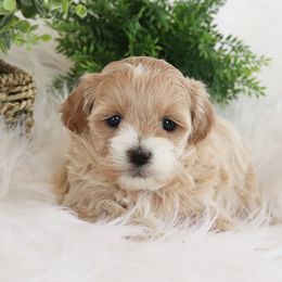 Maltipoo, Shichon, and Shihpoo Puppies from Timbercreek Puppies