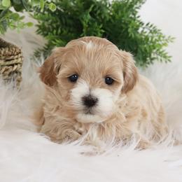 Maltipoo, Shichon, and Shihpoo Puppies from Timbercreek Puppies