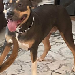 American Bullies from Unbullievable Bullies