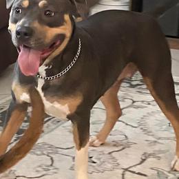 American Bullies from Unbullievable Bullies