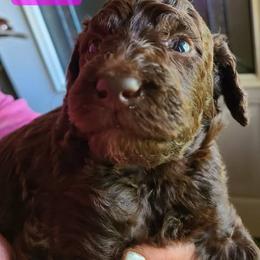 Paloma - Brown female Poodle puppy in Chase, Michigan from My Buddies Puppies