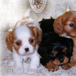 Cavalier King Charles Spaniels from King William Pet Resort