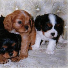 Cavalier King Charles Spaniels from King William Pet Resort