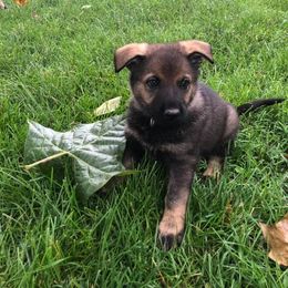 German Shepherd Puppies from Fallamhain German Shepherds