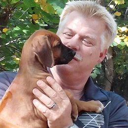 Rhodesian Ridgeback Puppies from Whirlaway Rhodesian Ridgebacks