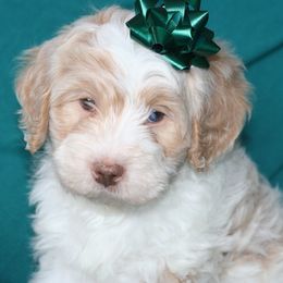 Kringle - Yellow and white male Bernedoodle puppy in Burtchville, Michigan from Sparling's Doodles