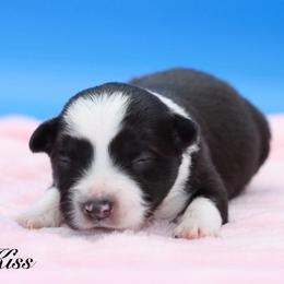 Kiss - Black tri female Miniature Australian Shepherd puppy in Weeki Wachee, Florida from Arlington's Mini Aussies