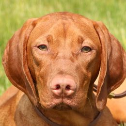 Vizslas from Marwin Vizslas