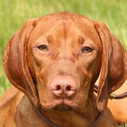 Vizslas from Marwin Vizslas