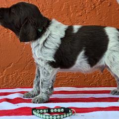 Leonberger and Spinone Italiano Puppies from Starfire Leonbergers and Spinone Italiano