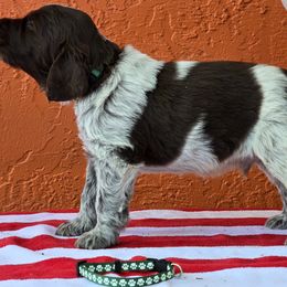 Leonberger and Spinone Italiano Puppies from Starfire Leonbergers and Spinone Italiano