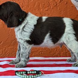 Leonberger and Spinone Italiano Puppies from Starfire Leonbergers and Spinone Italiano