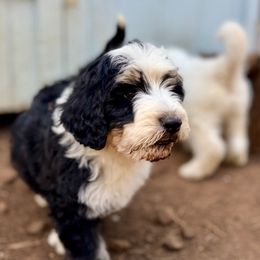 Wyatt - Tri-color Bernedoodle puppy in Lookout, California from Remington Kennels, LLC