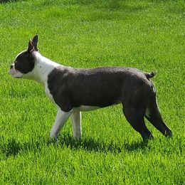 Jasmine - Boston Terrier