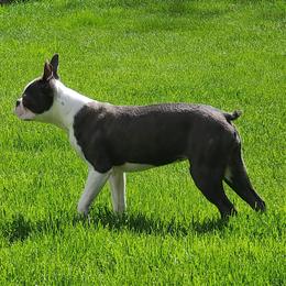 Jasmine - Boston Terrier