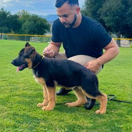 German Shepherd Puppies from Von Legends Burg