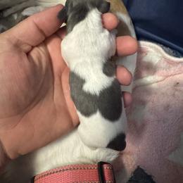 Steel - Blue and cream male Dachshund puppy in Copperas Cove, Texas from Creme de la Creme Dachshunds