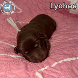 Lychee - Chocolate female Labrador Retriever puppy in Elloree, South Carolina from Moonlight Kennels LLC