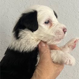Boy 1 - male Old English Sheepdog puppy in Ocala, Florida from Bizzeeboots OES