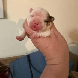 Girl 1 - White and fawn female French Bulldog puppy in Lakeland, Florida from Fur Love And Puppies