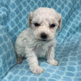 Connor - White male Maltipoo puppy in Lancaster, Kentucky from Dream Paws Puppies, LLC