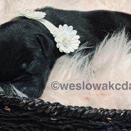Girl 3 - Black Great Dane puppy in Dundee, Michigan from Weslow AKC Danes