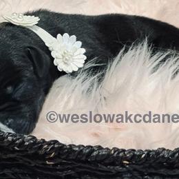 Girl 3 - Black Great Dane puppy in Dundee, Michigan from Weslow AKC Danes