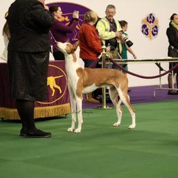 Ibizan Hound and Manchester Terrier All Grown Up from Ahram Ibizan hounds and Manchester Terriers