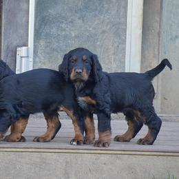 Girl 1 - Black and tan female Gordon Setter puppy in Gordonville, Pennsylvania from Blue Ribbon Setters