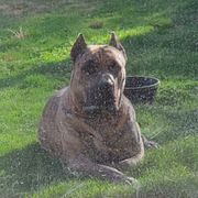 Tahoe - Perro de Presa Canario