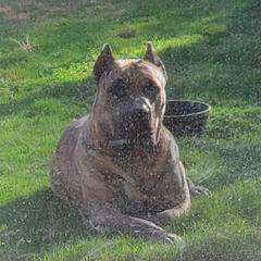 Tahoe - Perro de Presa Canario