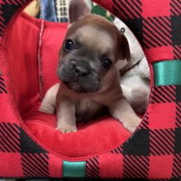 Warren - Blue male French Bulldog puppy in Peru, Indiana from Angie's Little Bostons And Frenchies