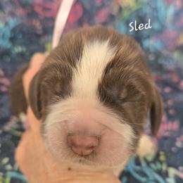 Sled - Tri-Roan female English Springer Spaniel puppy in Brodhead, Wisconsin from Pinwheel Acres