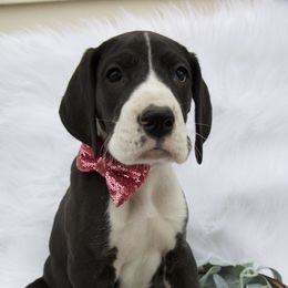 Great Dane Puppies from Cook’s Gentle Giants