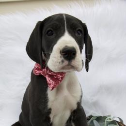 Great Dane Puppies from Cook’s Gentle Giants