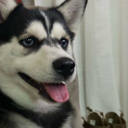 Gigi - Pomsky