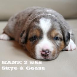 HANK (bmm) - Blue merle male Miniature American Shepherd puppy in Pasco, Washington from ROCK CREEK LABRADORS Pasco, WA