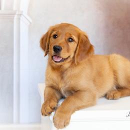 Girl 1 - Dark golden Golden Retriever puppy in Anderson, California from Redtail Golden Retrievers