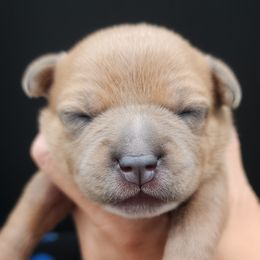 Karen - Fawn female Staffordshire Bull Terrier puppy in Dallas, Texas from Wild Blue Staffords